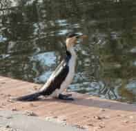 Les cormorans : un petit air de pingouin, non ?
