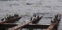 Une flopée de cormorans