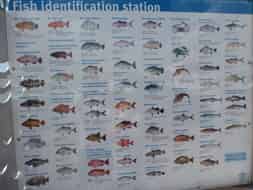Jetée de Cairns : un panneau listant les poissons les plus courants ici ...