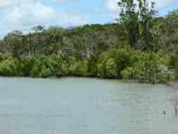 Moon river : un petit air de mangrove ...