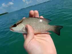 Un mangrove snapper