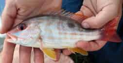 Un petit mutton snapper