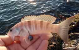 Une petite sand perch