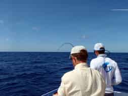 En combat avec un cobia