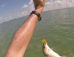 Un mangrove snapper qui a eu chaud aux fesses !