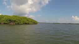 Les mangroves...