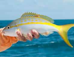 Un yellowtail snapper, poisson typique des récifs à Key West