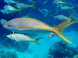 Un yellowtail snapper, poisson typique des récifs à Key West