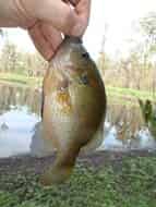 Un petit redbreast sunfish