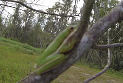 Une grenouille arboricole !