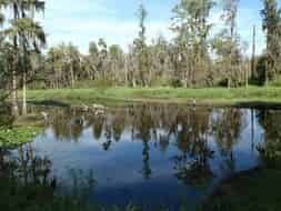 Le joli petit ruisseau : des black-bass et des poissons-gators partout !