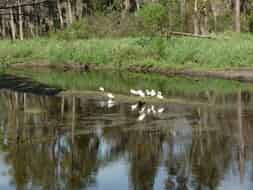 Le joli petit ruisseau : des black-bass et des poissons-gators partout !