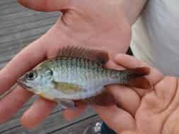 Un petit tilapia : poisson "fourrage" typique des US !