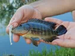 Un bluegill, appelé aussi "bream" aux US