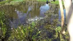 Un poisson-alligator piqué au premier passage du swimbait ! Au premier coup de tête : byebye... fil coupé !